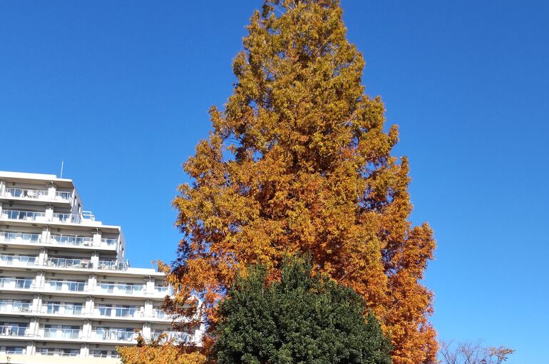 秋空の東京紅葉も真っ只中♪